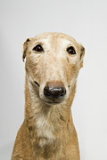 Mick The Miller #1 Photograph by Science Photo Library