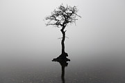Misty tree #2 Photograph by Grant Glendinning Misty tree #2 Photograph by Grant Glendinning