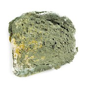 Mould On Bread #1 Photograph by Science Photo Library