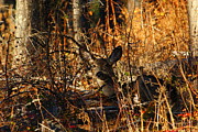 Mule Deer Doe #1 Photograph by Loni Collins