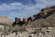 Mules Carrying Packs, Grand Canyon #1 Photograph by Mark Newman