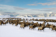 National Elk Refuge, Jackson, Wy #1 Photograph by Ted Wood National Elk Refuge, Jackson, Wy #1 Photograph by Ted Wood