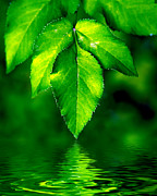 Natural leaves background #1 Photograph by Michal Bednarek