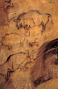Niaux Cave Paintings #1 Photograph by Science Photo Library