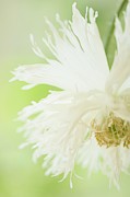 Nodding White Peony Poppy #1 Photograph by Science Photo Library