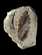 Oak Leaf Fossil #1 Photograph by Science Photo Library