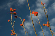 Ocotillo Cactus (fouquieria Splendens) In Bloom #1 Photograph by Science Photo Library
