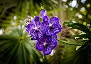 Orchid  #1 Photograph by Bob Kinnison
