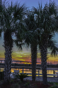 Palmetto Sunset #2 Photograph by Dale Powell Palmetto Sunset #2 Photograph by Dale Powell