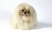Pekingese Dog #1 Photograph by John Daniels