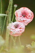 Pink Double Shirley Poppies #1 Photograph by Science Photo Library