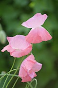 Pink Shirley Poppies #1 Photograph by Science Photo Library