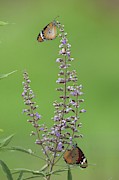 Plain Tiger Butterfly #1 Photograph by Science Photo Library