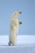 Polar Bear #1 Photograph by Sylvain Cordier