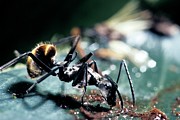 Polyrhachis Laboriosa Ant #1 Photograph by Science Photo Library