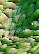 Poppy Leaf Surface #1 Photograph by Science Photo Library