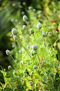 Poppy Seedheads #1 Photograph by Science Photo Library