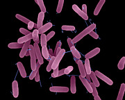 Pseudomonas Aeruginosa #1 Photograph by Science Photo Library