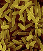 Pseudomonas Fluorescens #1 Photograph by Science Photo Library