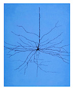Pyramidal Cell In Cerebral Cortex, Cajal #3 Photograph by Science Source Pyramidal Cell In Cerebral Cortex, Cajal #3 Photograph by Science Source