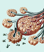 Radioimmunotherapy, Illustration #1 Photograph by Spencer Sutton Radioimmunotherapy, Illustration #1 Photograph by Spencer Sutton