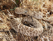 Rattle Snake Western Diamond Back #2 Photograph by Tom Janca
