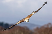 Red Kite Soaring #1 Photograph by Grant Glendinning Red Kite Soaring #1 Photograph by Grant Glendinning