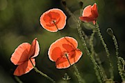 Red Shirley Poppies #1 Photograph by Science Photo Library