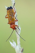 Red Soldier Beetle #1 Photograph by Science Photo Library