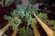 Redwood (sequoia Sempervirens) Trees #1 Photograph by Science Photo Library