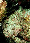 Reef Stonefish (synanceia Verrucosa) Amongst Rocks #1 Photograph by Science Photo Library