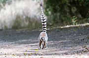 Ring-tailed Lemur #1 Photograph by Science Photo Library