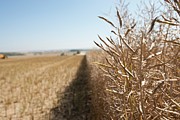 Ripe Rapeseed Crop #1 Photograph by Science Photo Library