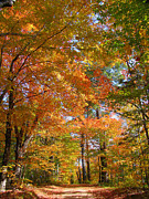 Road Through Woods #4 Photograph by Larry Landolfi