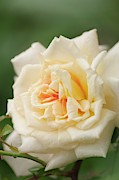 Rosa 'aloha Hawaii' Flower #1 Photograph by Science Photo Library