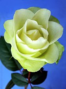 Rosa 'minty Lime' #1 Photograph by Science Photo Library