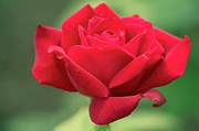 Rose (rosa 'black Magic') #1 Photograph by Science Photo Library