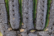 Saguaro Cactus Close-up #1 Photograph by John Shaw