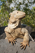 Santa Fe Land Iguana Galapagos #1 Photograph by Tui De Roy Santa Fe Land Iguana Galapagos #1 Photograph by Tui De Roy
