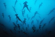 Scalloped Hammerhead Shark #3 Photograph by Jeff Rotman Scalloped Hammerhead Shark #3 Photograph by Jeff Rotman