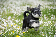Schnauzer Puppy Dog #1 Photograph by John Daniels Schnauzer Puppy Dog #1 Photograph by John Daniels