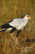 Secretary Bird #1 Photograph by Art Wolfe Secretary Bird #1 Photograph by Art Wolfe