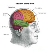 Sections Of The Brain #1 Photograph by Spencer Sutton