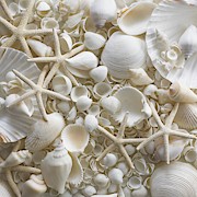 Selection Of Sea Shells And Star Fish #1 Photograph by Science Photo Library