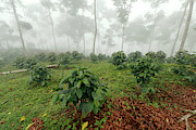 Shade-grown Coffee Plantation #1 Photograph by Science Photo Library