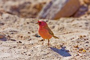 Sinai Rosefinch (carpodacus Synoicus) #1 Photograph by Science Photo Library