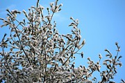 Snow Brushed #1 Photograph by Deena Withycombe