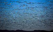Snow Geese - Bosque del Apache NWR, NM Photograph by Steven Ralser Snow Geese - Bosque del Apache NWR, NM Photograph by Steven Ralser