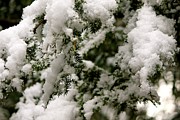 Snowy Trees #1 Photograph by Deena Withycombe
