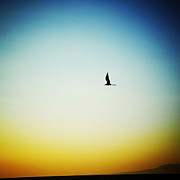 Soaring #3 Photograph by Natasha Marco